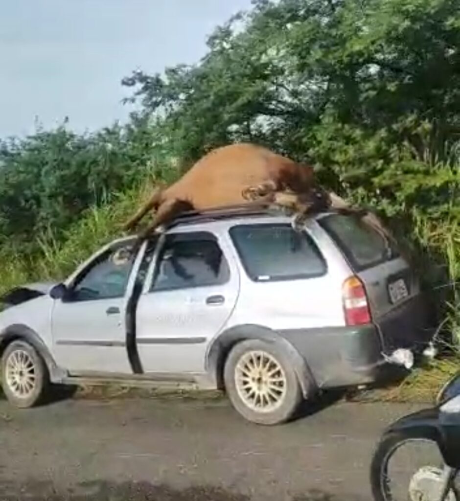 Acidente entre carro e Cavalo