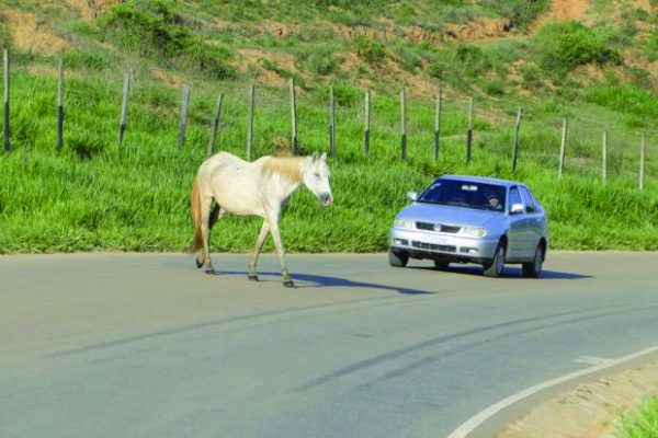 Animais na Pista