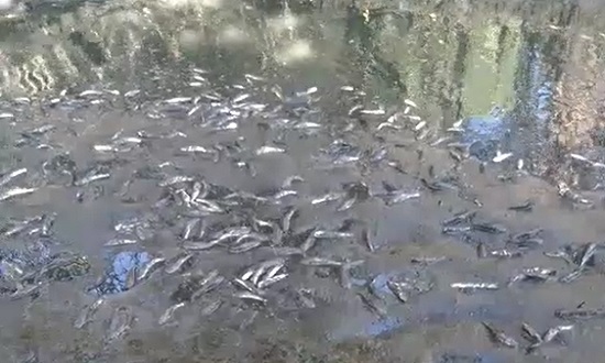 Peixes