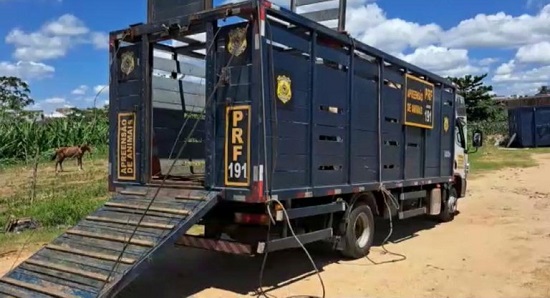 Caminhão boiadeiro da Polícia Rodoviária Federal (PRF)