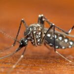 Aedes-aegypti