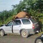 Acidente entre carro e cavalo