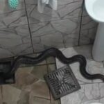 Cobra no ralo do Banheiro