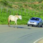 Animais na Pista