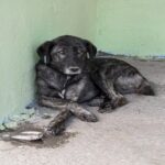 Cachorro morre queimado