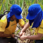 Aprendizagem Rural