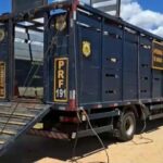 Caminhão boiadeiro da Polícia Rodoviária Federal (PRF)