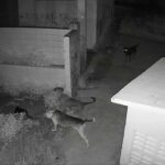 Morte de gatos em Aracaju