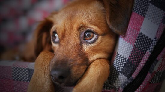 Cachorro