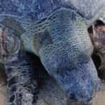 Tartaruga marinha é encontrada morta