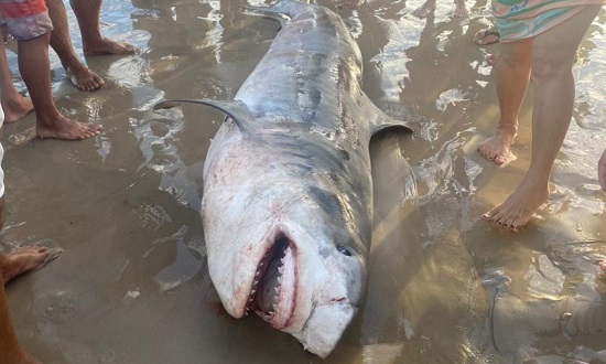 Tubarão-tigre preso em rede de pesca na praia do Abaís