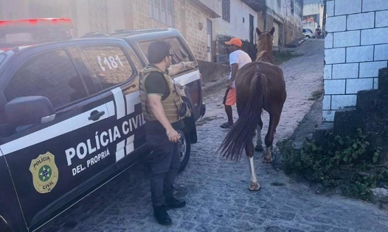 Égua quarto de milha furtada