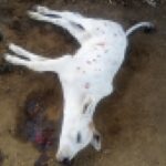 Ataques a animais em Capela