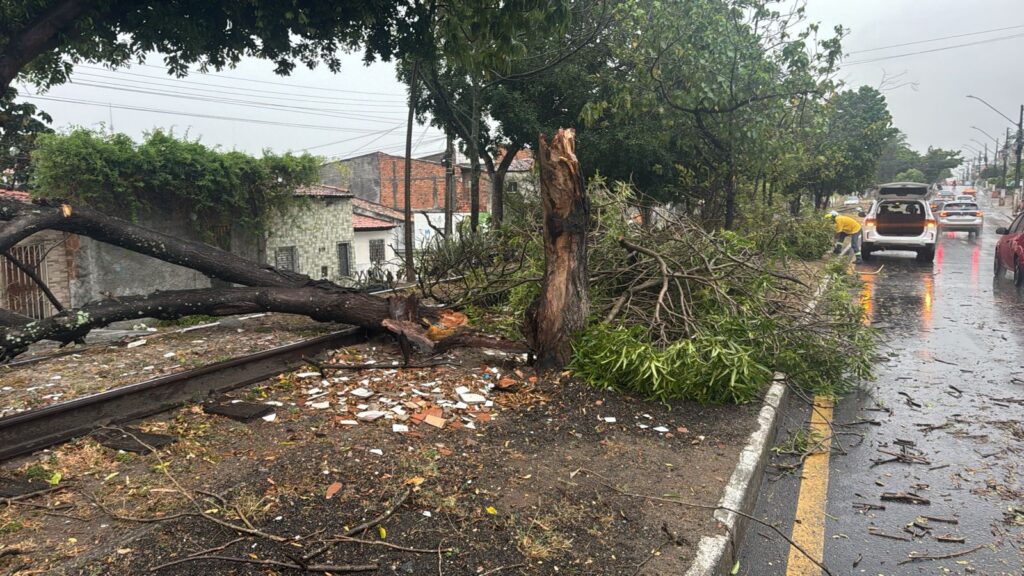 Queda de árvore Aracaju

