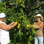 Programa Mão Amiga Laranja 2025