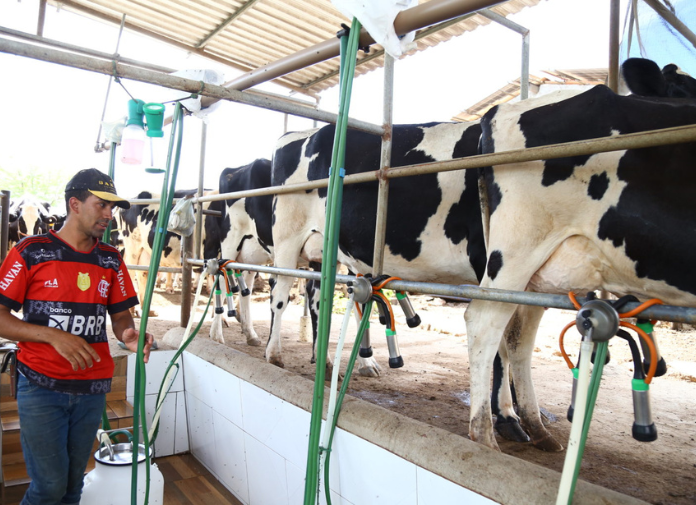 Produção de leite em Sergipe