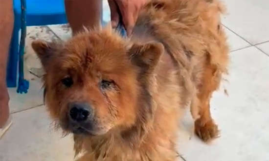 Maus-tratos em Itabaiana