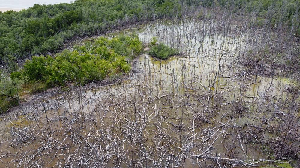 manguezal da 13 de Julho