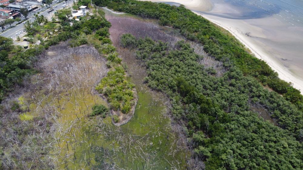 manguezal da 13 de Julho