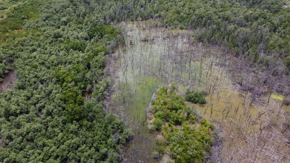 manguezal da 13 de Julho