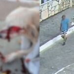 Cadela resgatada após ser esfaqueada na Praça da Igreja, na Barra dos Coqueiros, em Sergipe.