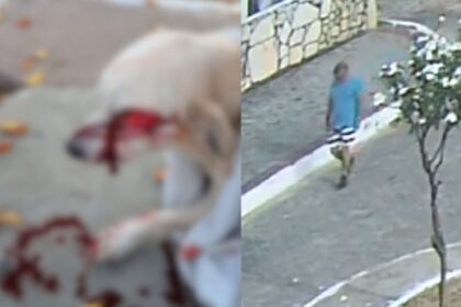 Cadela resgatada após ser esfaqueada na Praça da Igreja, na Barra dos Coqueiros, em Sergipe.