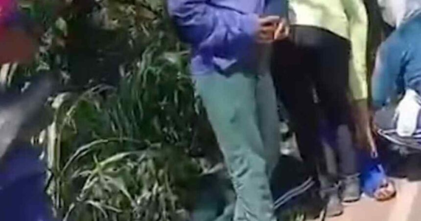 Zona rural de Capela onde ocorreu ataque de abelhas