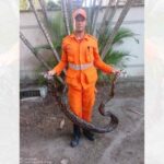 Jiboia de quatro metros capturada pelo Corpo de Bombeiros no bairro Inácio Barbosa