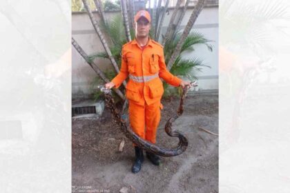 Jiboia de quatro metros capturada pelo Corpo de Bombeiros no bairro Inácio Barbosa