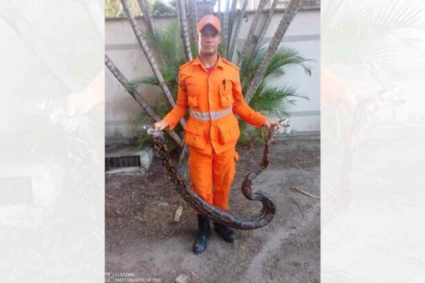 Jiboia de quatro metros capturada pelo Corpo de Bombeiros no bairro Inácio Barbosa