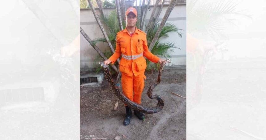 Jiboia de quatro metros capturada pelo Corpo de Bombeiros no bairro Inácio Barbosa