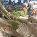 Árvore caída na Praça da Matriz, no Centro Histórico de São Cristóvão