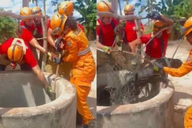 Integrantes do Corpo de Bombeiros de Sergipe realizando resgate de animal em cisterna no Povoado Colônia.