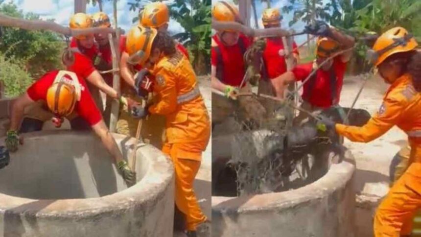 Integrantes do Corpo de Bombeiros de Sergipe realizando resgate de animal em cisterna no Povoado Colônia.