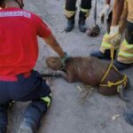 Bombeiros de Sergipe realizando o resgate de uma capivara em curral de Itaporanga d’Ajuda