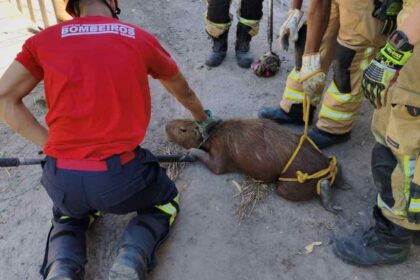 Bombeiros de Sergipe realizando o resgate de uma capivara em curral de Itaporanga d’Ajuda