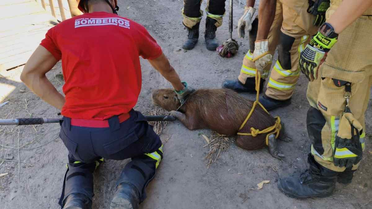 Bombeiros de Sergipe realizando o resgate de uma capivara em curral de Itaporanga d’Ajuda