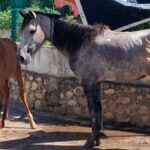Cavalos sendo resgatados pela equipe da Depama e Emsurb no bairro Santa Maria em Aracaju.