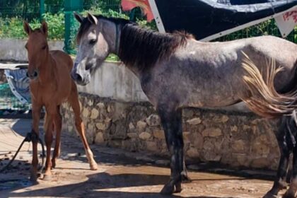 Cavalos sendo resgatados pela equipe da Depama e Emsurb no bairro Santa Maria em Aracaju.