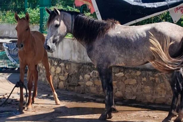 Cavalos sendo resgatados pela equipe da Depama e Emsurb no bairro Santa Maria em Aracaju.