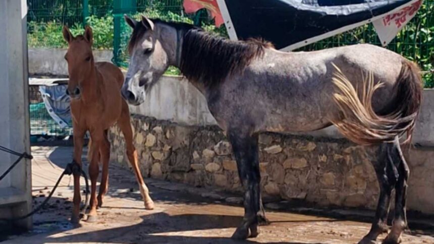Cavalos sendo resgatados pela equipe da Depama e Emsurb no bairro Santa Maria em Aracaju.