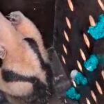 Bombeiros de Sergipe realizando o resgate de um tamanduá em um cajueiro na Barra dos Coqueiros.