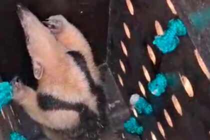 Bombeiros de Sergipe realizando o resgate de um tamanduá em um cajueiro na Barra dos Coqueiros.