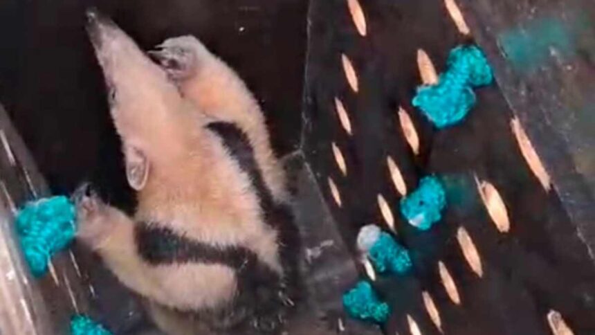 Bombeiros de Sergipe realizando o resgate de um tamanduá em um cajueiro na Barra dos Coqueiros.