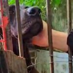 Filhote de cachorro da raça Yorkshire sendo acariciado por um policial civil com luvas de procedimento durante resgate.