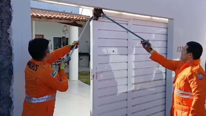 Corpo de bombeiros resgatando a Jiboia