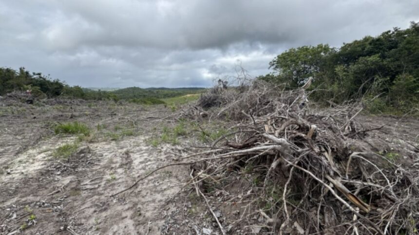 Área de mata preservada com sobreposição de dados de georreferenciamento e fiscalização ambiental.