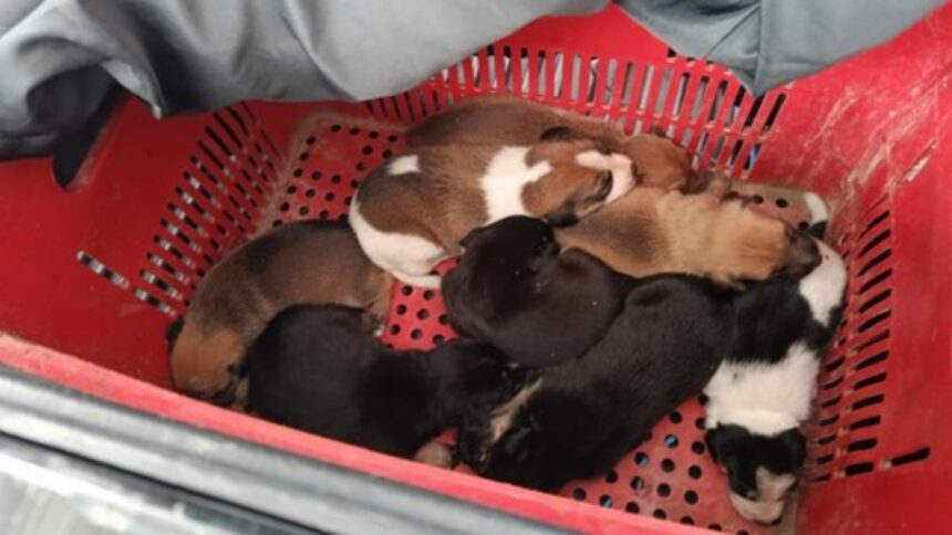 filhotes de cachorro recém-resgatados de um buraco.