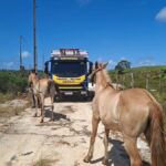 Caminhão Boiadeiro do BPRv realizando o recolhimento de animais soltos em rodovia de Sergipe.