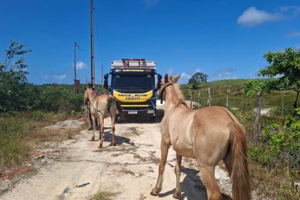 Caminhão Boiadeiro do BPRv realizando o recolhimento de animais soltos em rodovia de Sergipe.